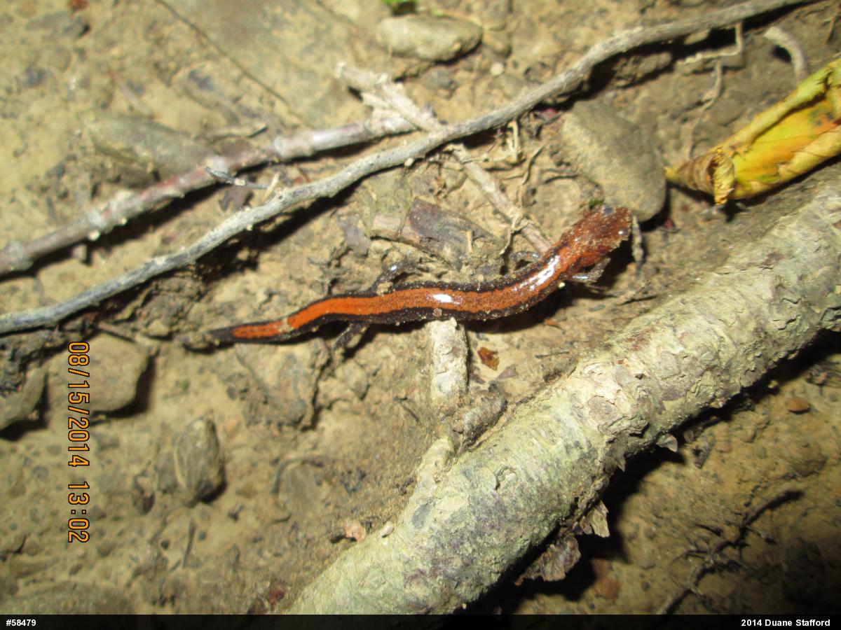 Eastern Red-backed  Salamander