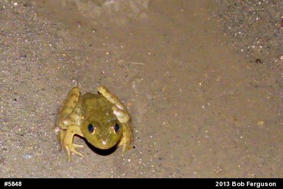American Bullfrog