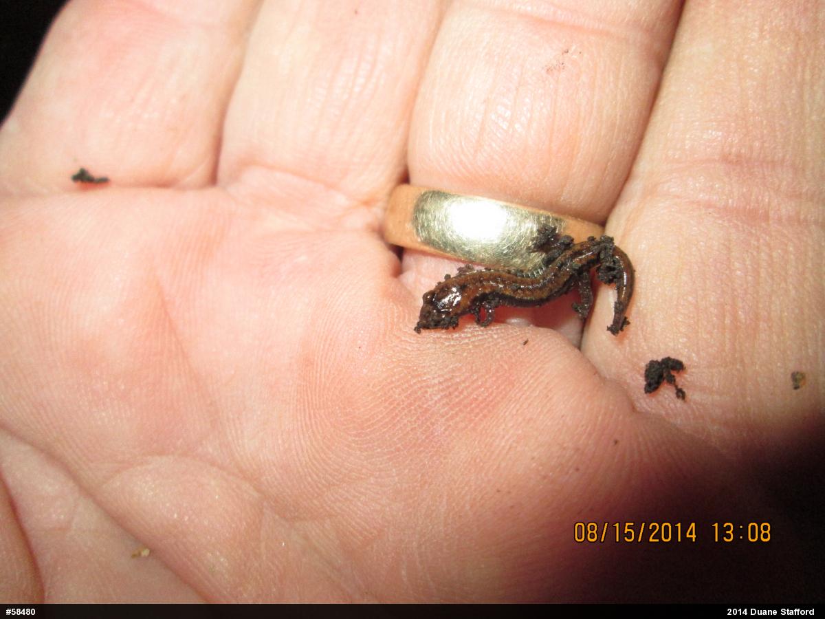 Allegheny Mountain Dusky Salamander