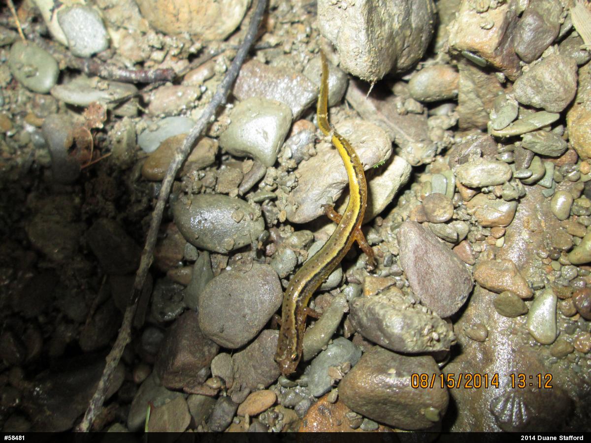 Northern Two-lined Salamander