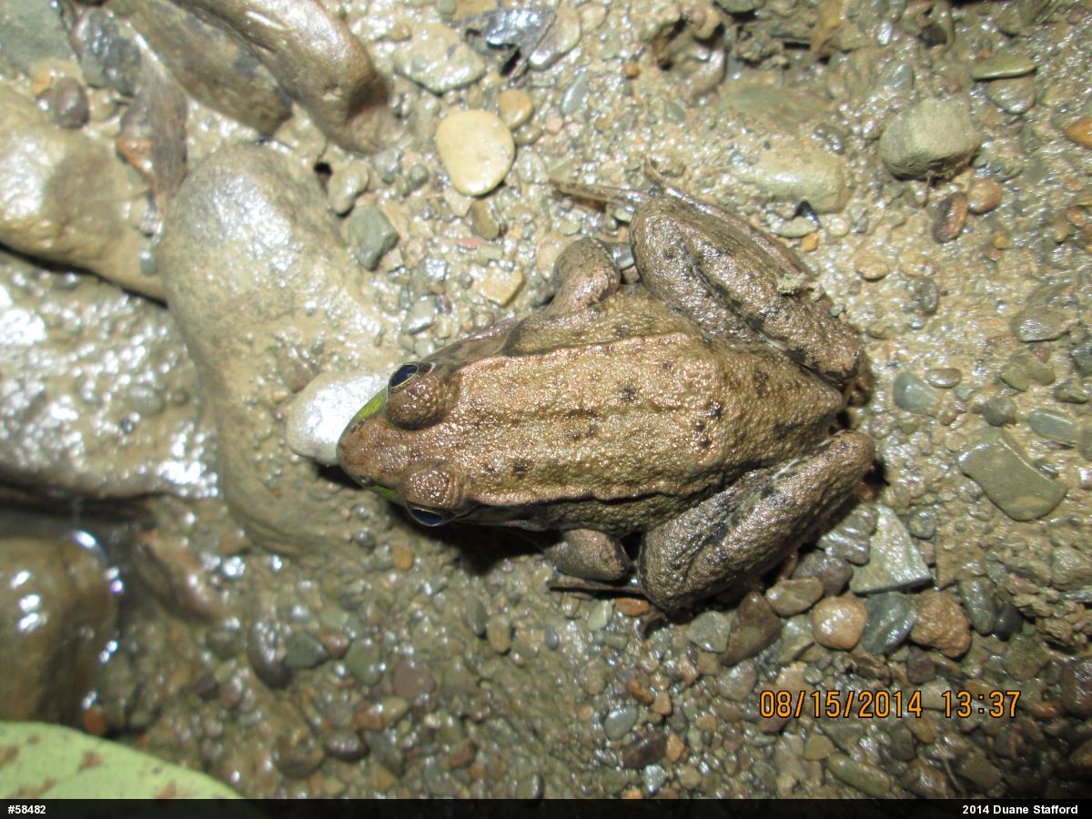 Green Frog