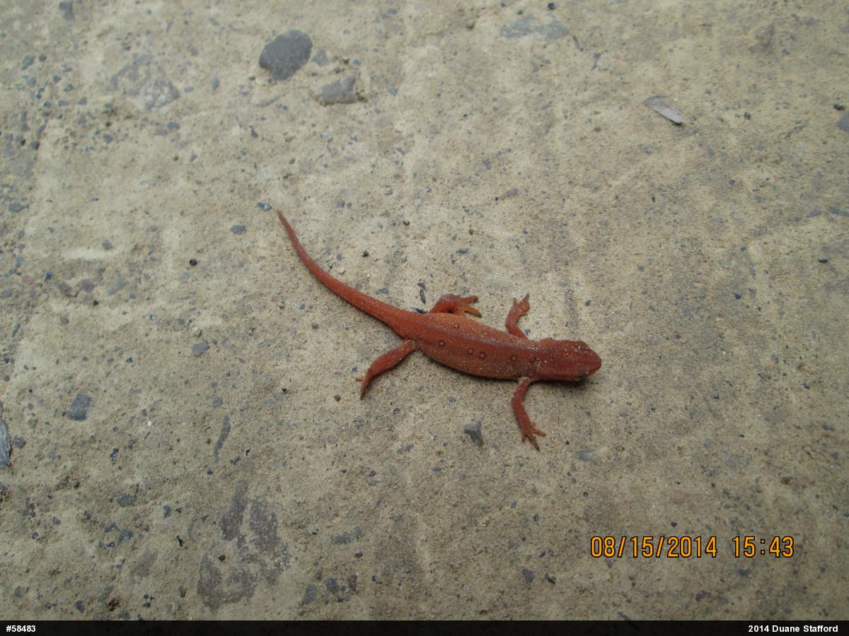 Red-spotted Newt