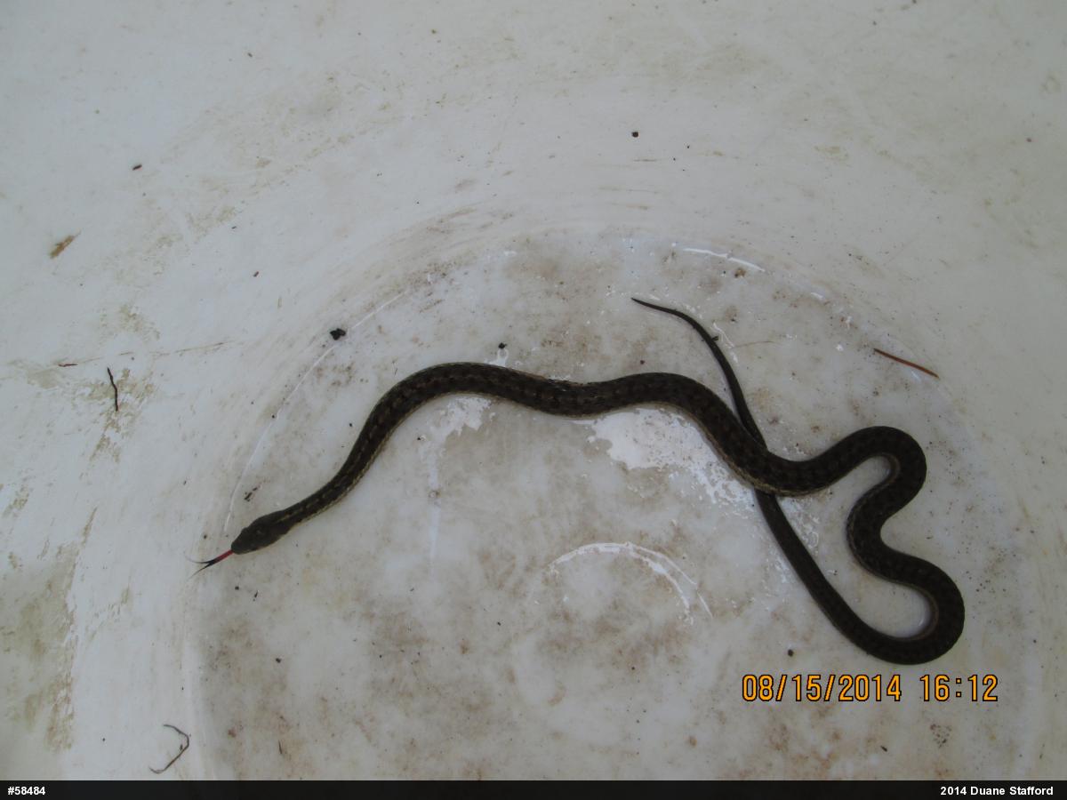 Eastern Gartersnake