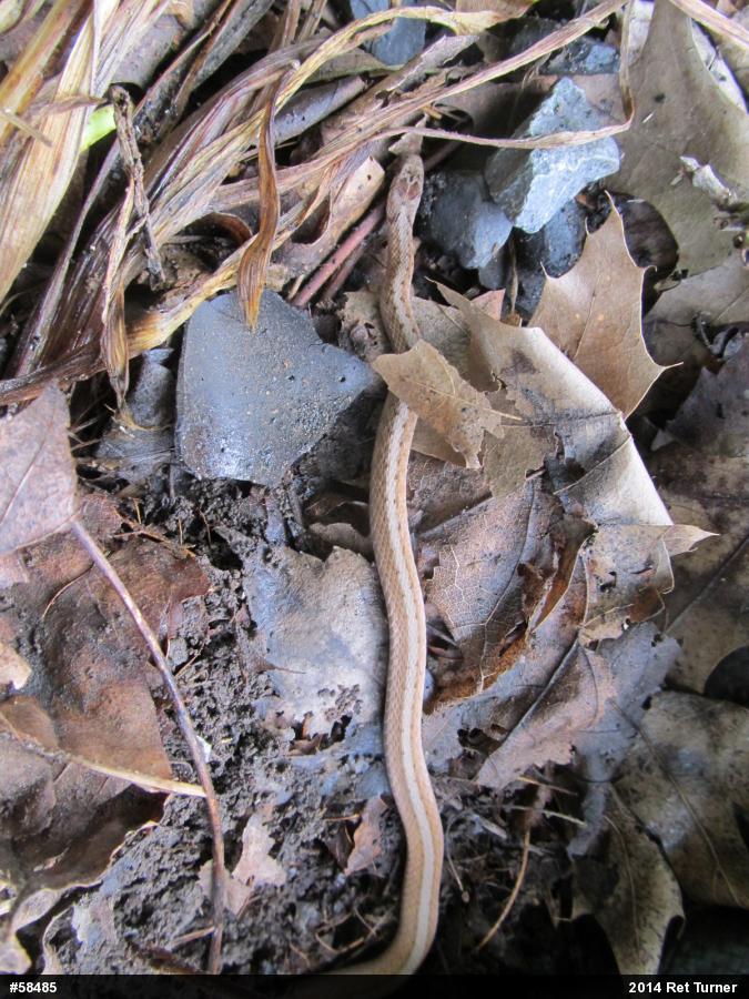 Dekay's Brownsnake