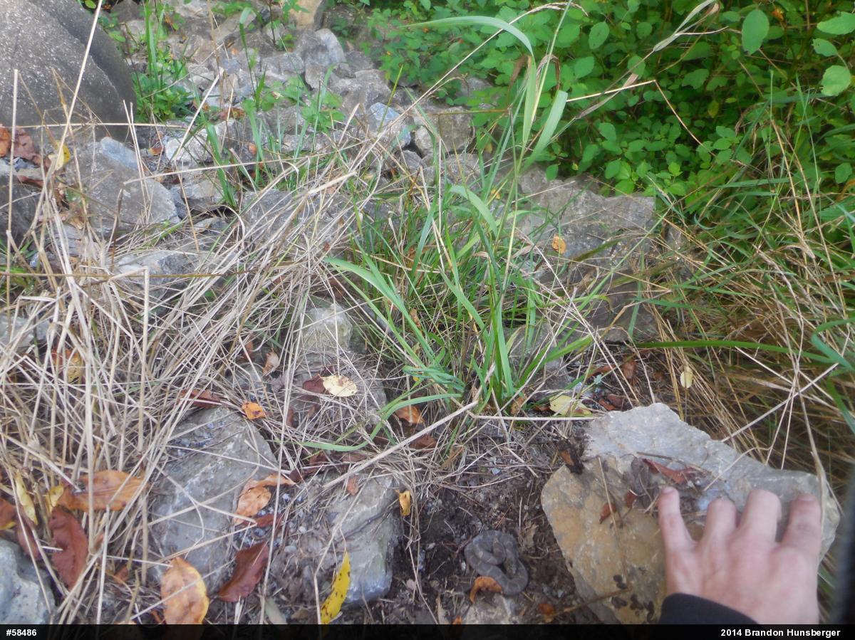 Northern Watersnake