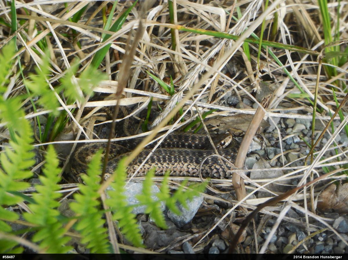 Eastern Gartersnake