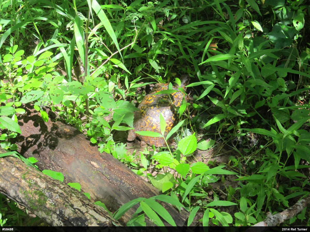 Eastern Box Turtle