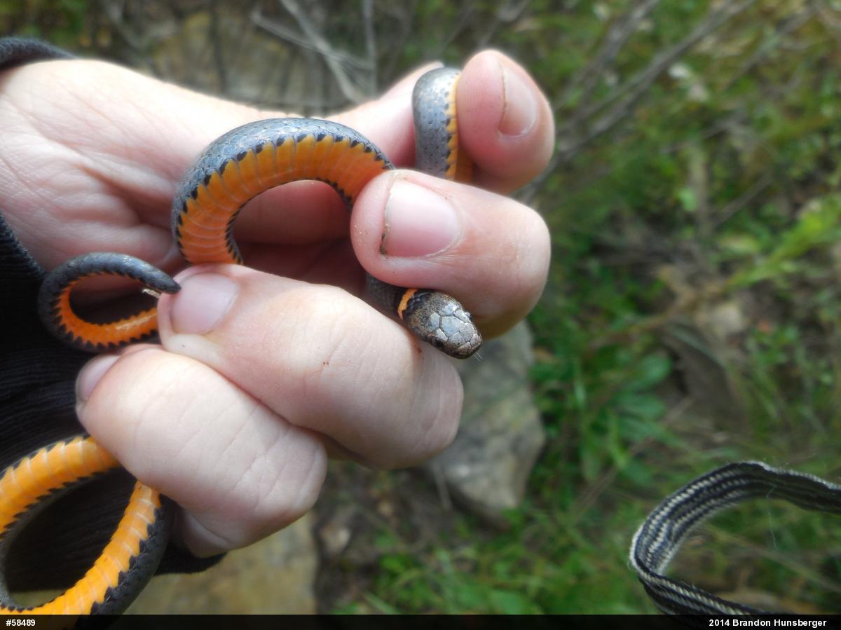 Northern Ring-necked Snake