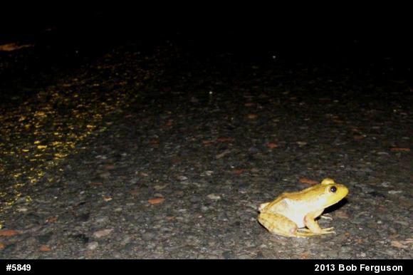 American Bullfrog
