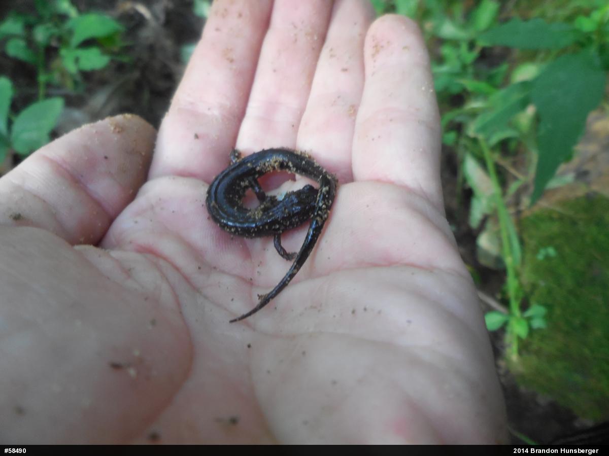 Allegheny Mountain Dusky Salamander