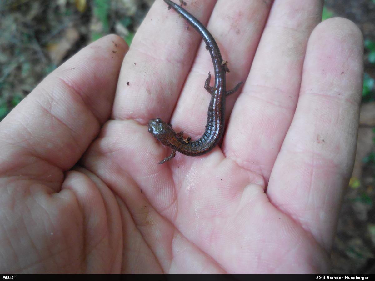 Eastern Red-backed  Salamander
