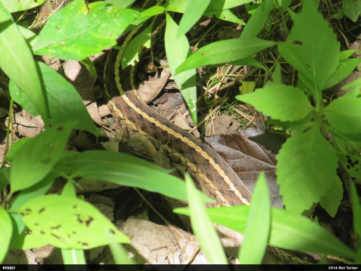 Eastern Gartersnake