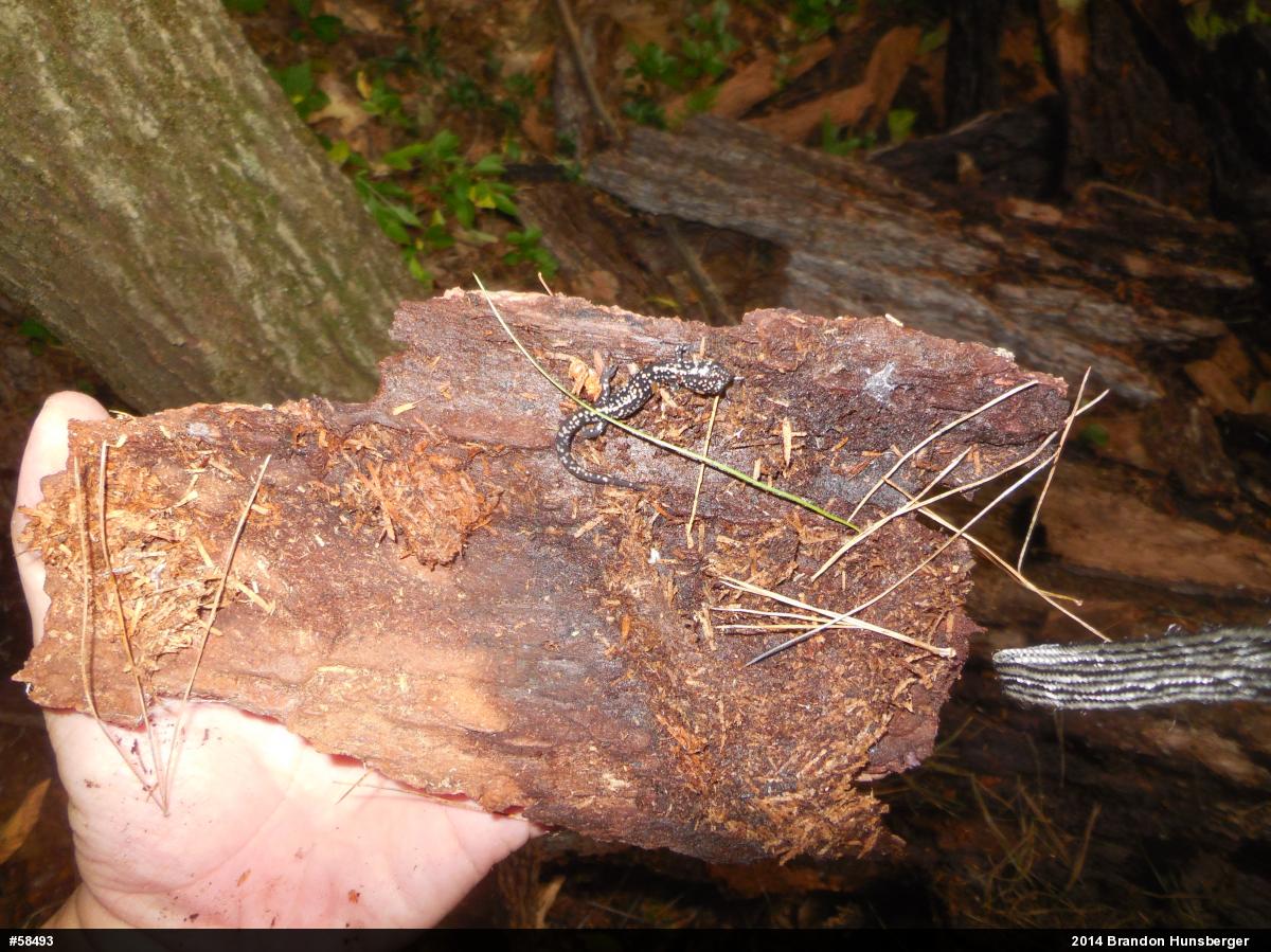 Northern Slimy Salamander