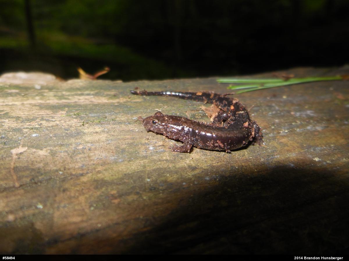 Allegheny Mountain Dusky Salamander