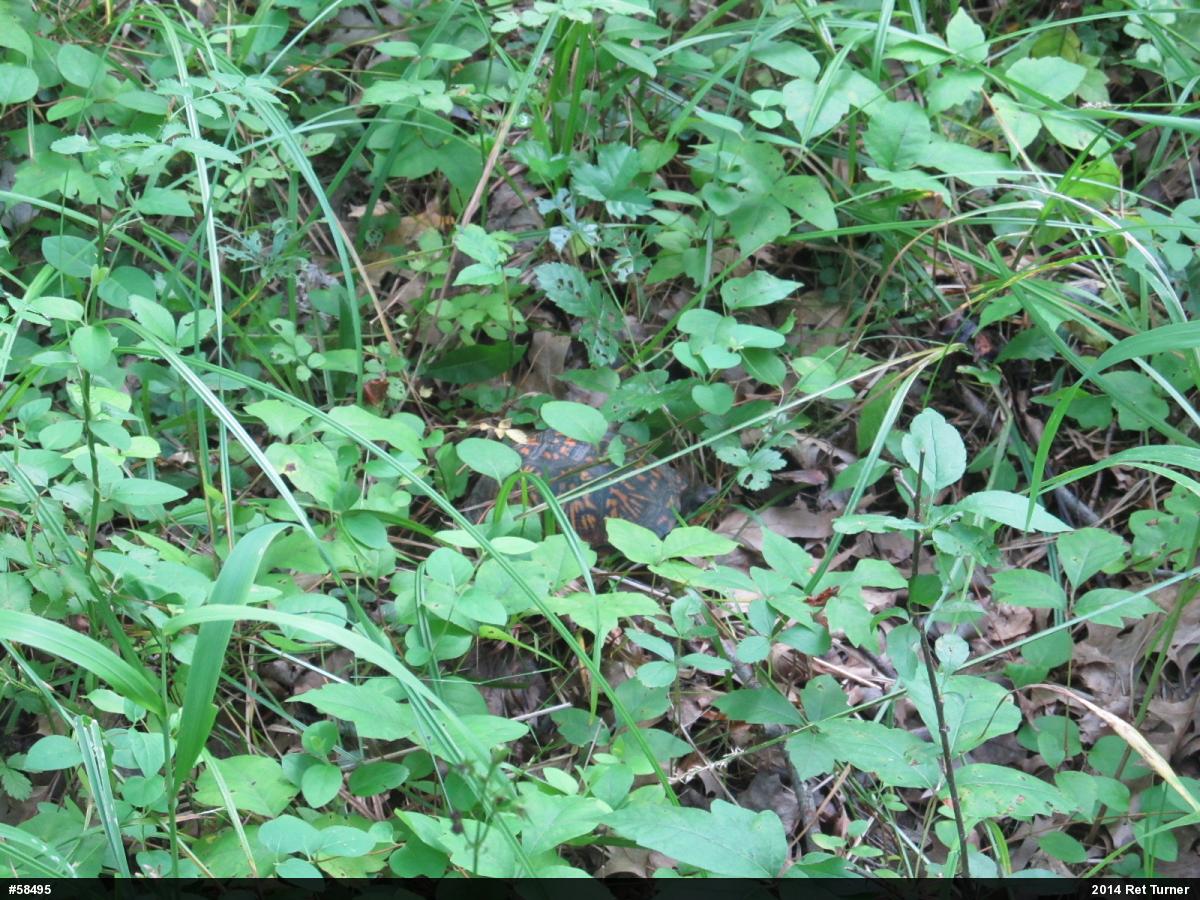 Eastern Box Turtle