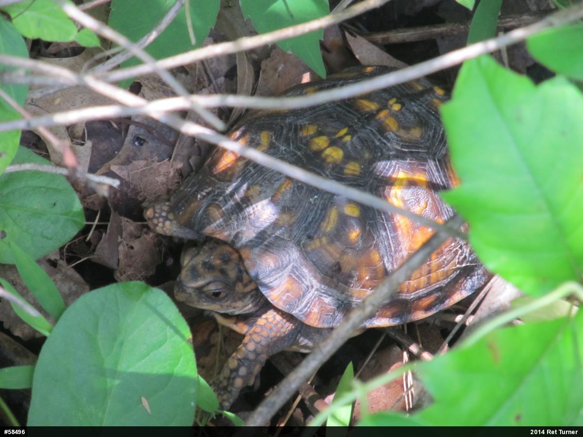 Eastern Box Turtle