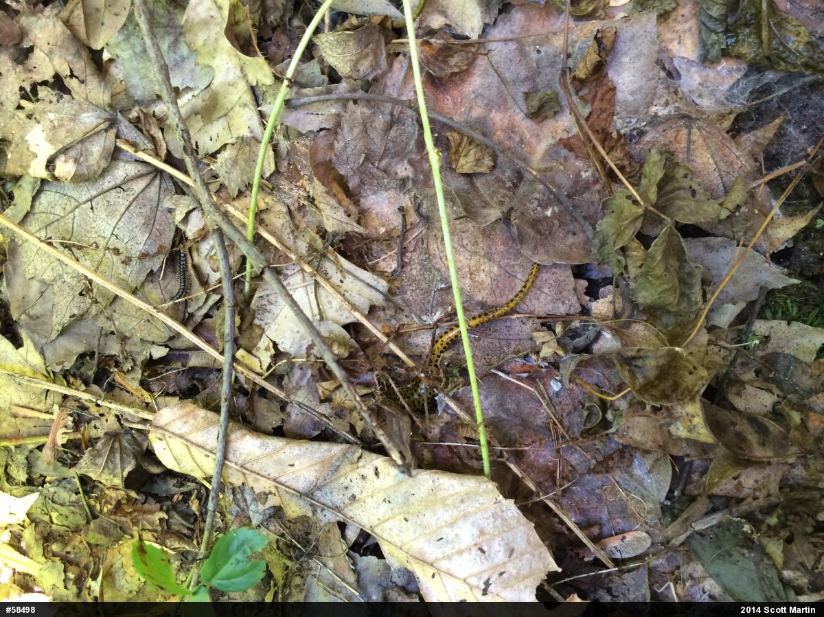 Eastern Long-tailed Salamander