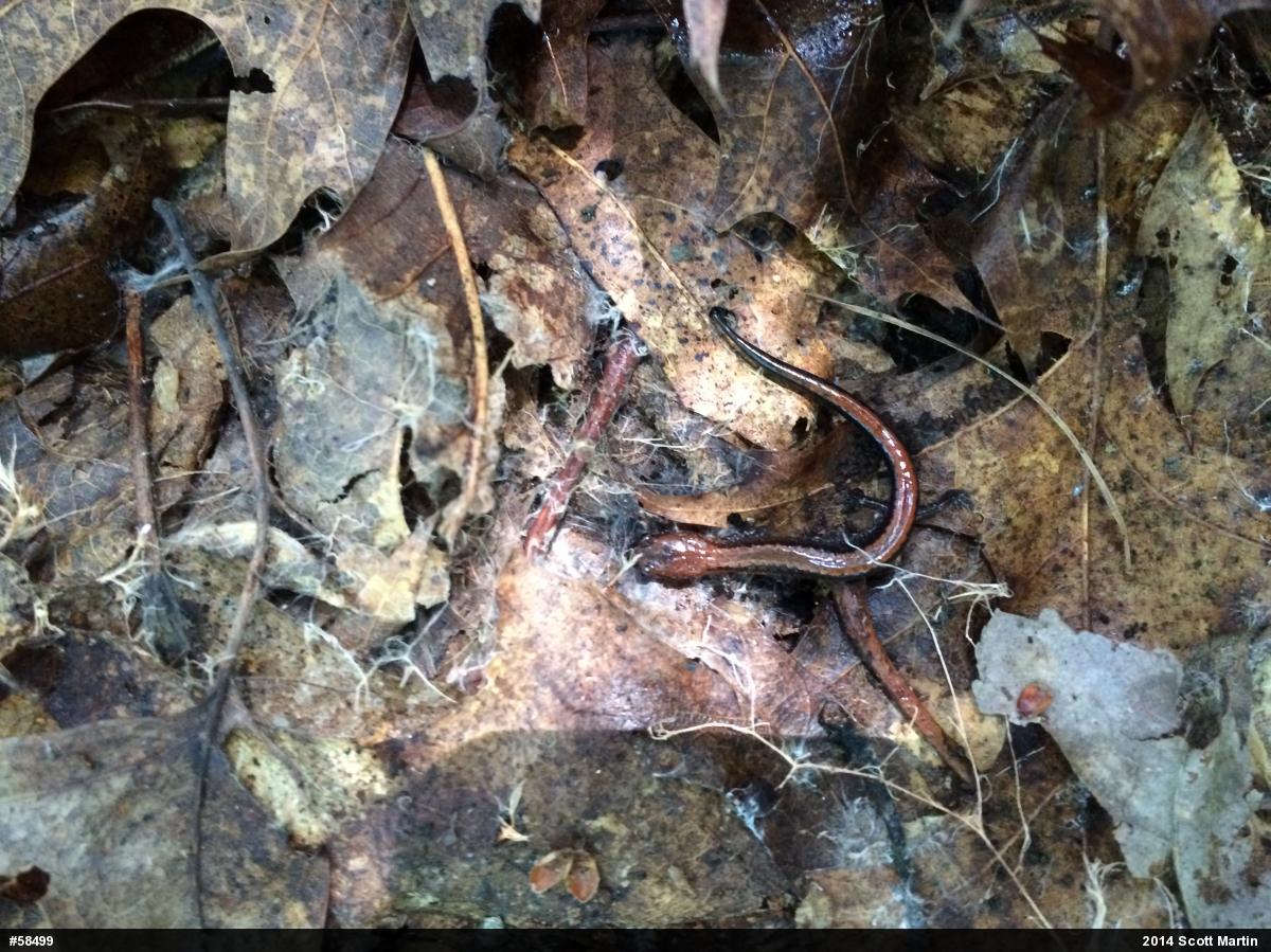 Eastern Red-backed  Salamander
