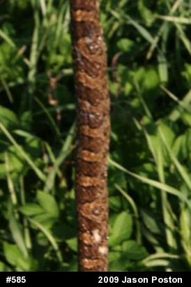 Eastern Milksnake