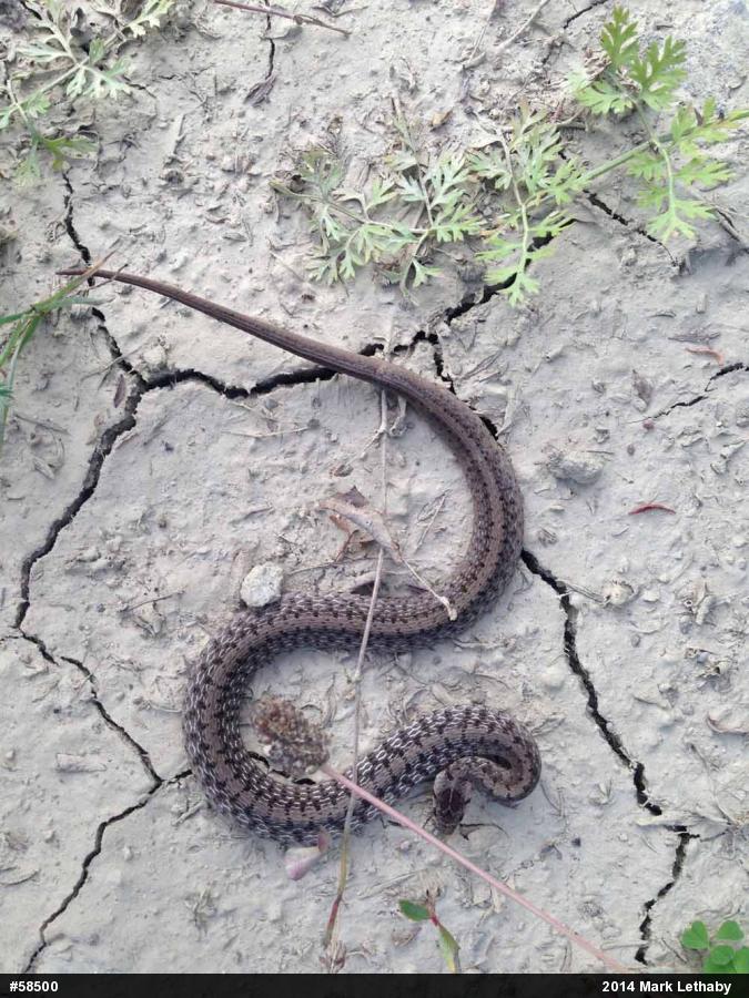 Dekay's Brownsnake