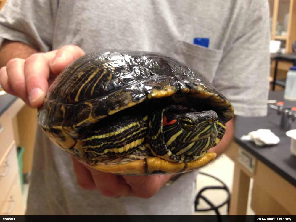 Red-eared Slider