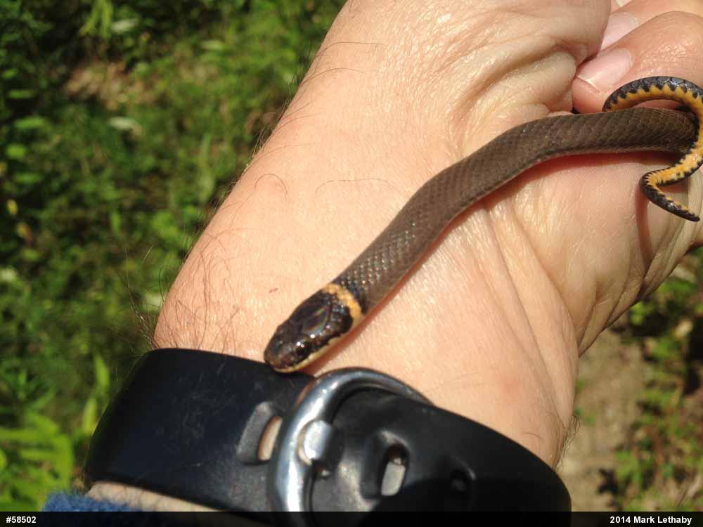Northern Ring-necked Snake