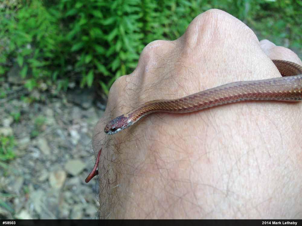 Red-bellied Snake
