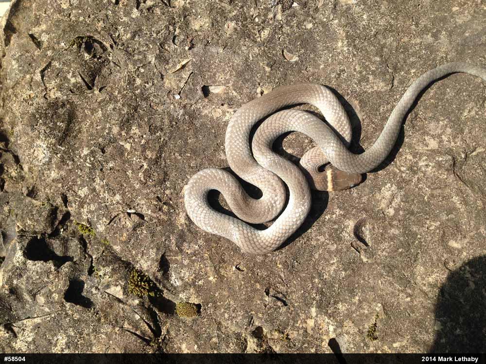 Northern Ring-necked Snake