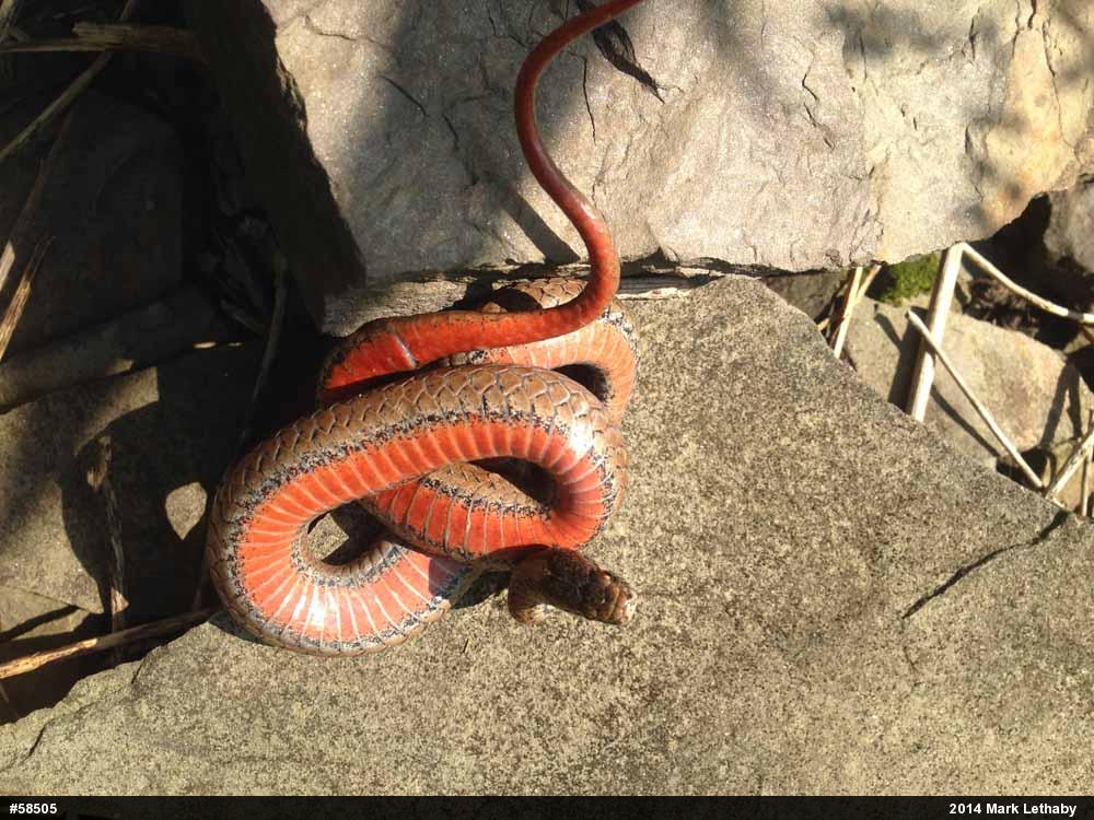 Red-bellied Snake