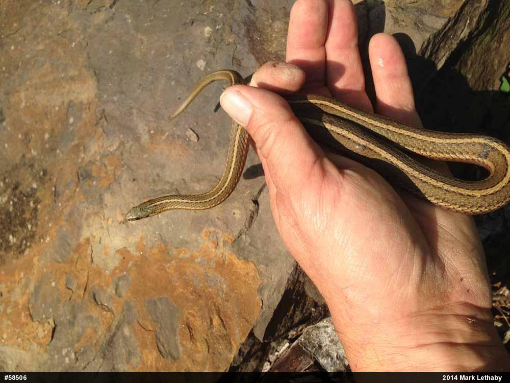 Shorthead Gartersnake