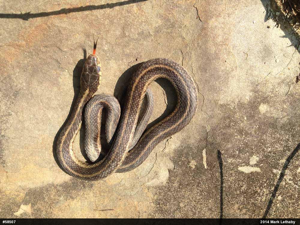 Eastern Gartersnake