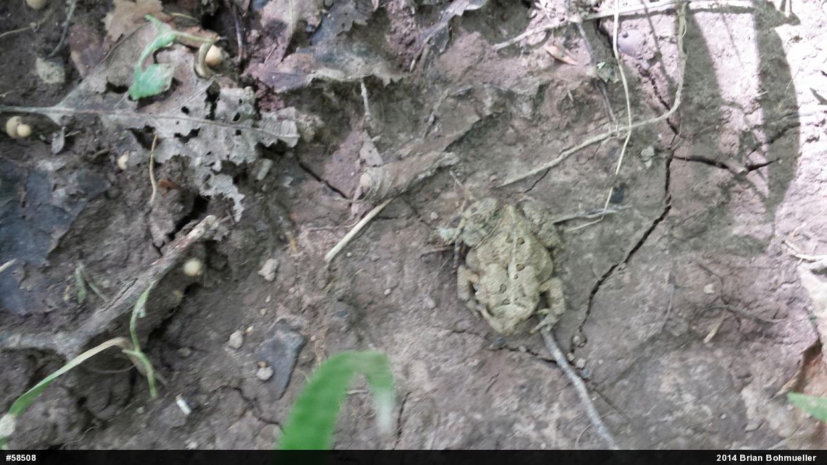 Eastern American Toad