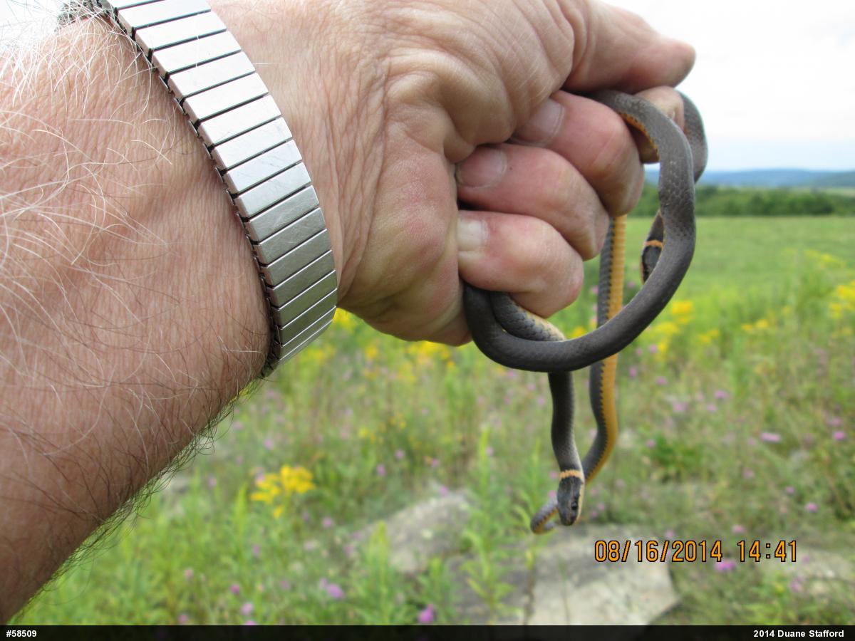 Northern Ring-necked Snake