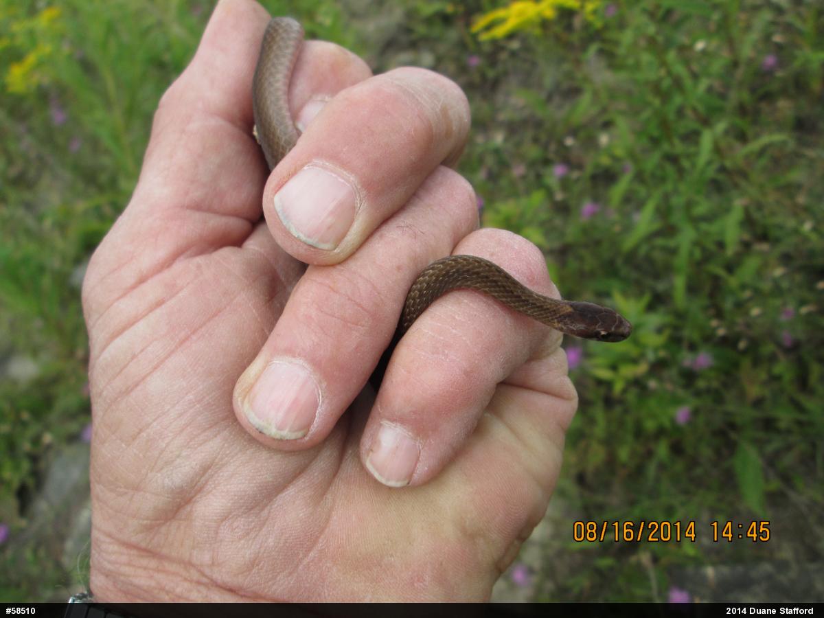 Red-bellied Snake