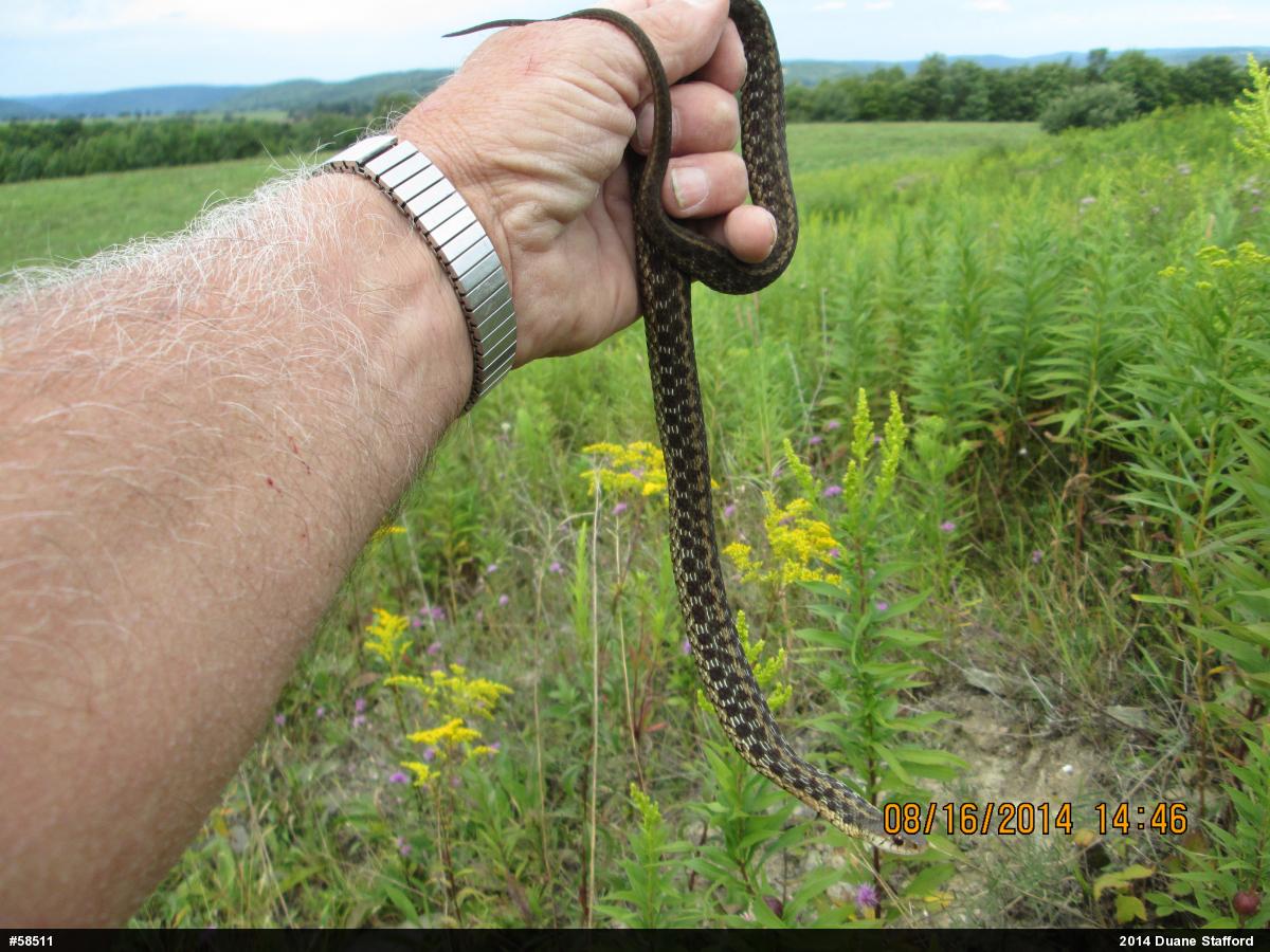 Eastern Gartersnake