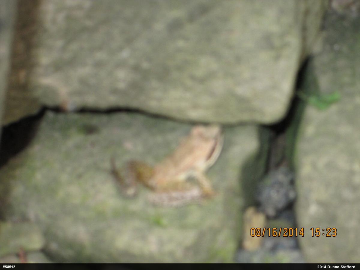 Wood Frog