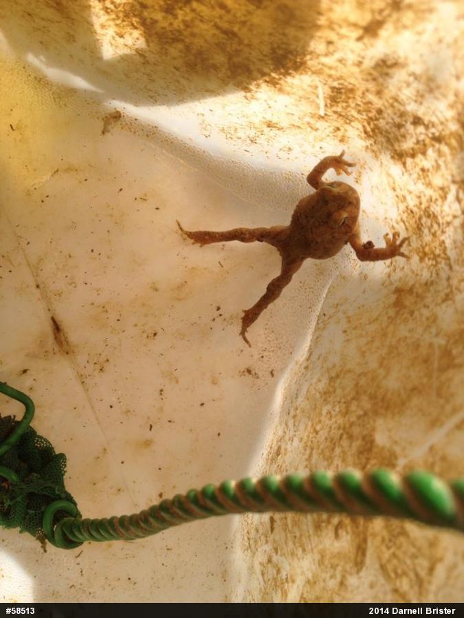 True Toads