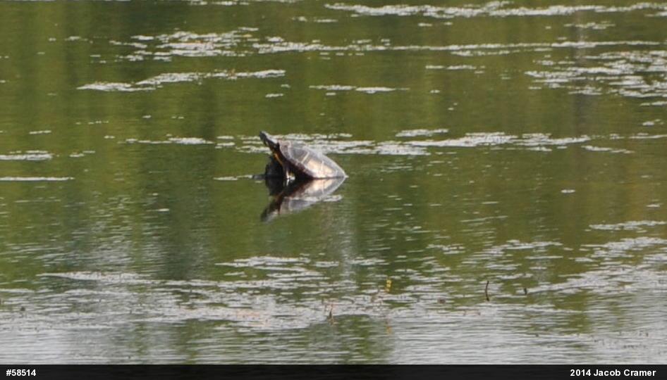 Midland Painted Turtle