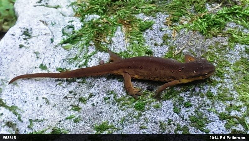 Red-spotted Newt
