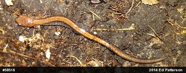 Eastern Red-backed  Salamander