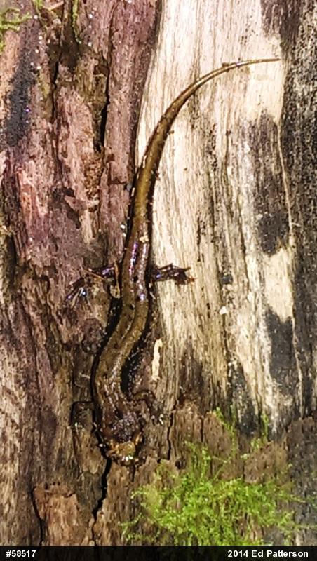 Allegheny Mountain Dusky Salamander