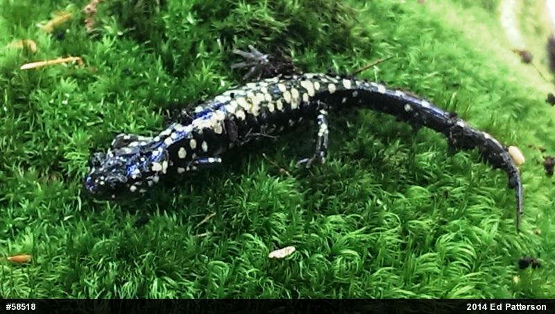 Northern Slimy Salamander