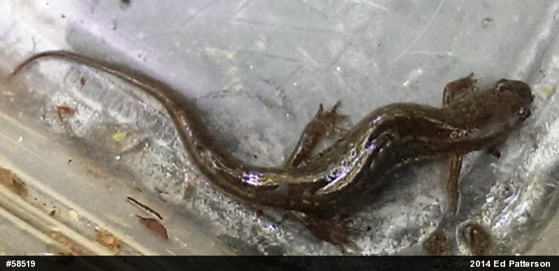 Northern Dusky Salamander
