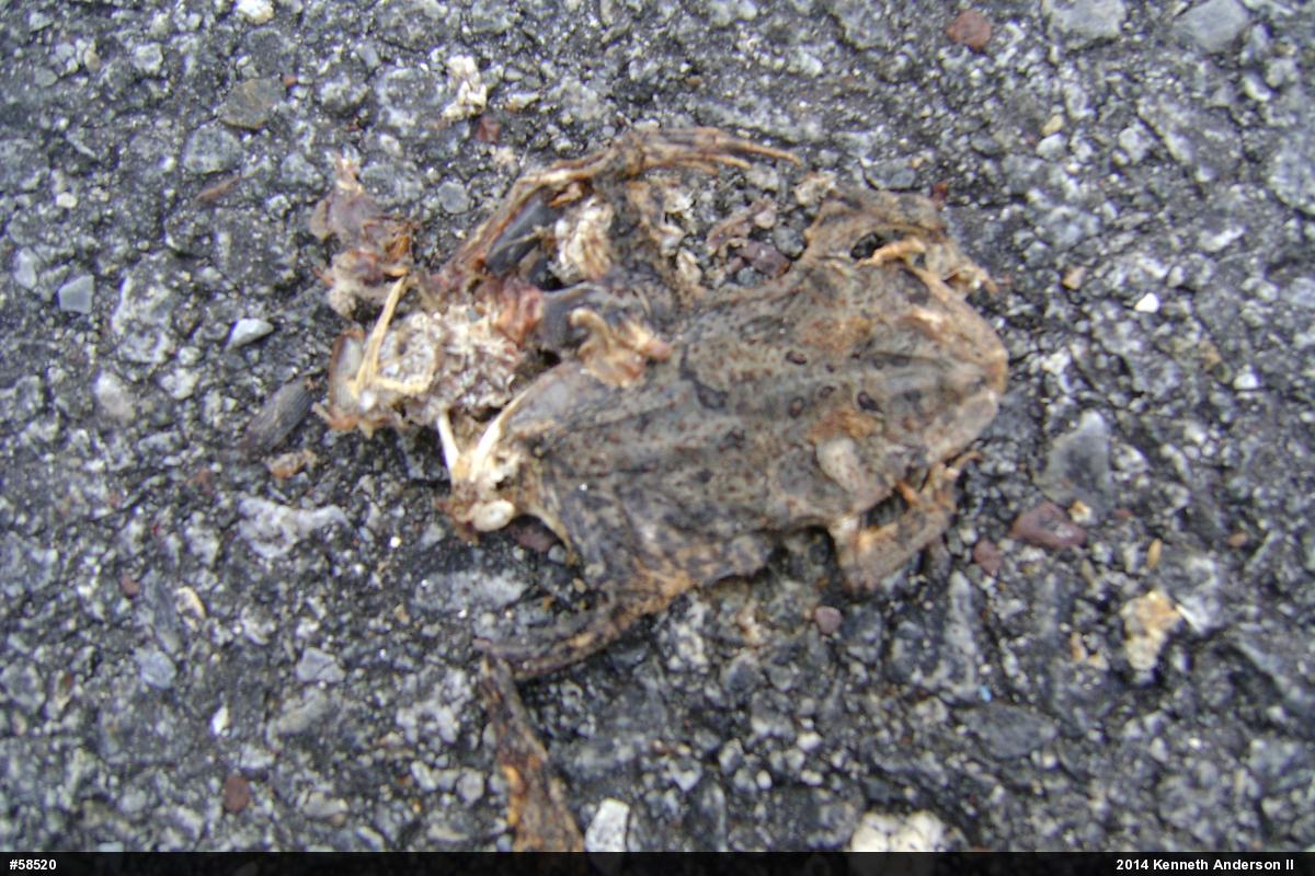 True Toads