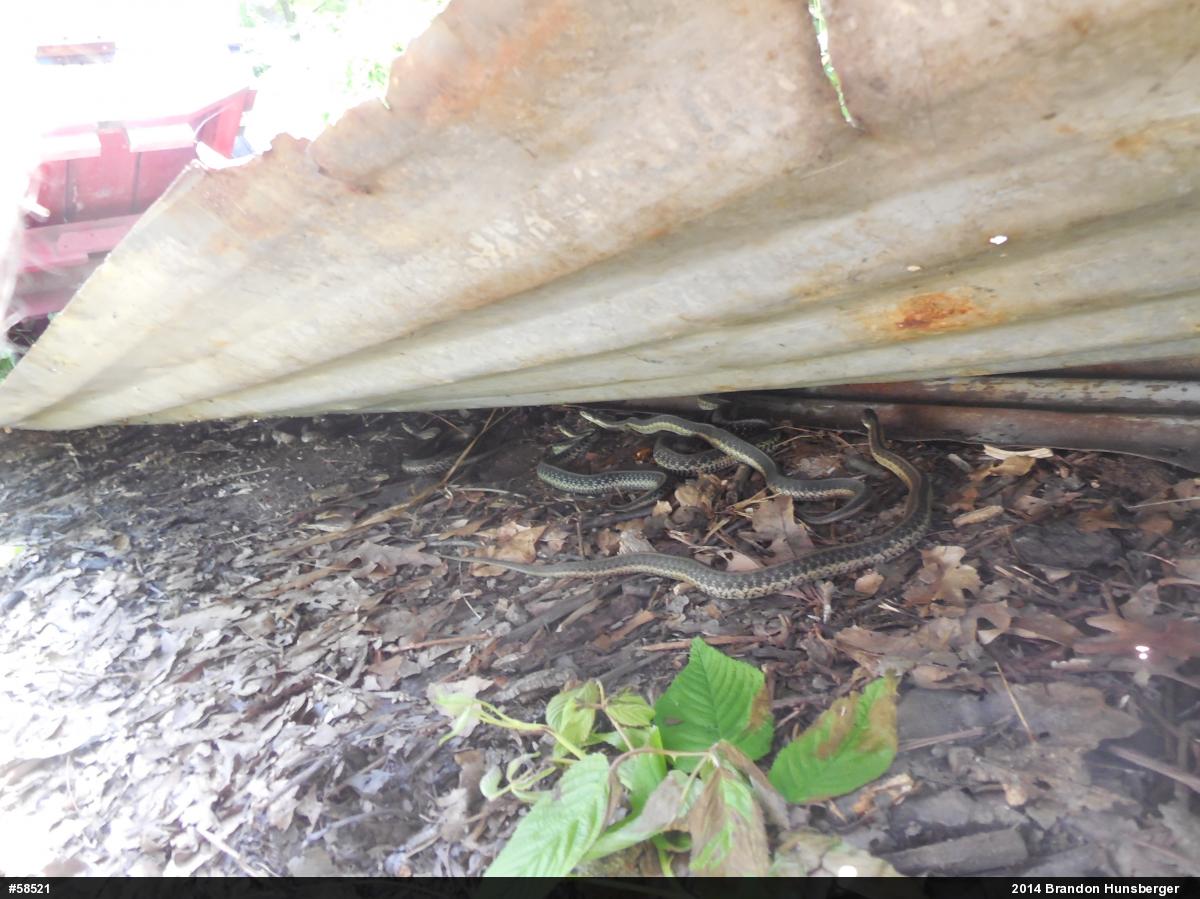 Eastern Gartersnake