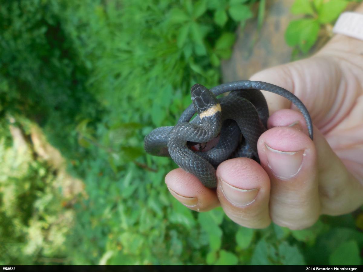 Northern Ring-necked Snake