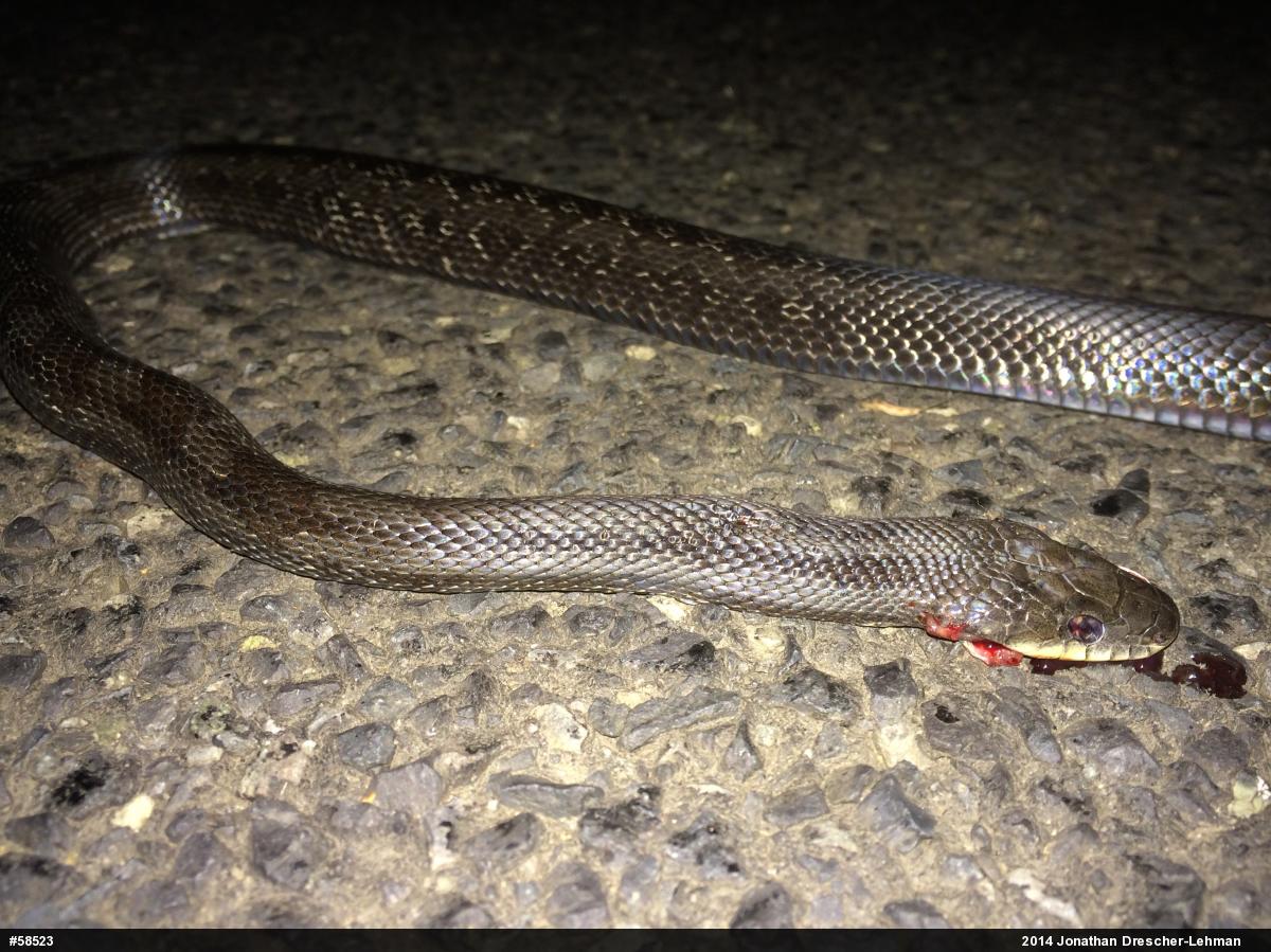 Eastern Ratsnake