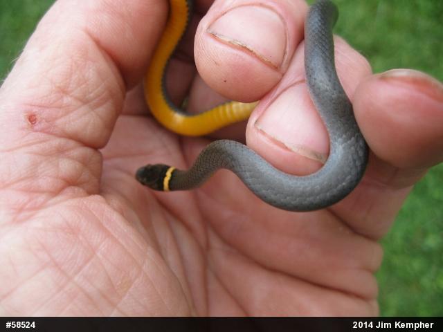 Northern Ring-necked Snake