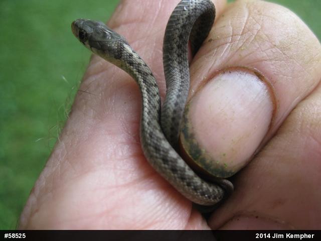 Eastern Gartersnake