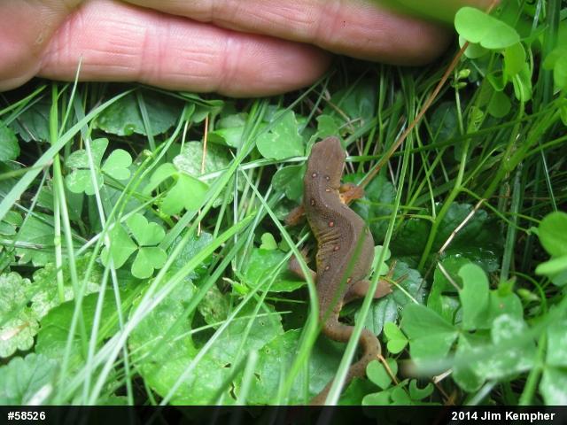 Red-spotted Newt
